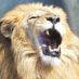 動物園コンサルタントの田井基文さんってどんな人？動物園コンサルタントとは？